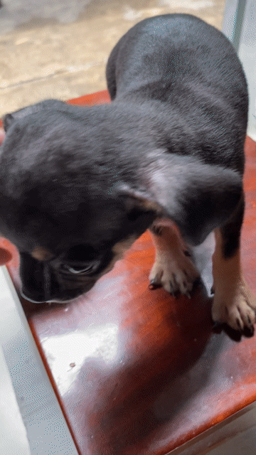 Chó Chihuahua Cái. Mua bán Chó tại Quận Bình Tân Tp Hồ Chí Minh được đăng bởi An Tâm hình 1