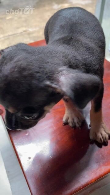 Chó Chihuahua Cái. Mua bán Chó tại Quận Bình Tân Tp Hồ Chí Minh được đăng bởi An Tâm hình 1