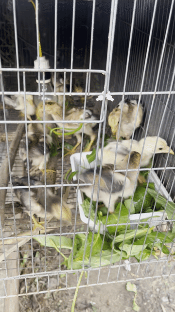Gà con hồ lai nòi. Mua bán Gà tại Thành phố Thủ Dầu Một Bình Dương được đăng bởi HT hình 1