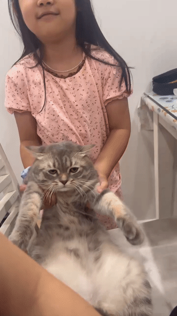 Mèo Xám vằn đực 12 tháng đã tiêm. Mua bán Mèo tại Quận 11 Tp Hồ Chí Minh được đăng bởi Ngọc Ngọc Meow hình 1