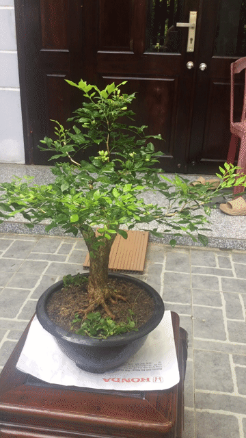Cây cảnh Nguyệt quế Bonsai Đà Nẵng. Mua bán Cây cảnh, đồ trang trí tại Quận Ngũ Hành Sơn Đà Nẵng được đăng bởi A Quang hình 1