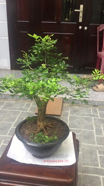 Cây cảnh Nguyệt quế Bonsai Đà Nẵng. Mua bán Cây cảnh, đồ trang trí tại Quận Ngũ Hành Sơn Đà Nẵng được đăng bởi A Quang hình 1