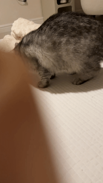 Mèo Tabby tội nghiệp cần nhà mới. Mua bán Mèo tại Quận Tân Phú Tp Hồ Chí Minh được đăng bởi Rosemary hình 1