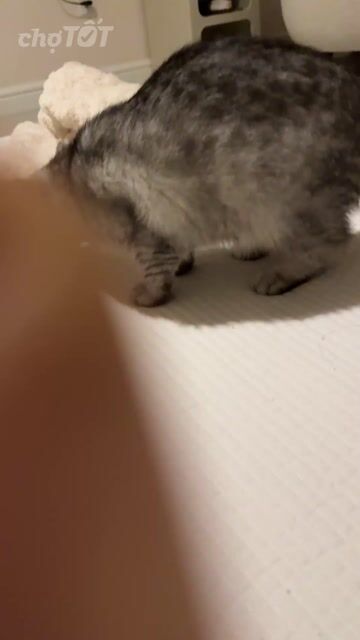 Mèo Tabby tội nghiệp cần nhà mới. Mua bán Mèo tại Quận Tân Phú Tp Hồ Chí Minh được đăng bởi Rosemary hình 1