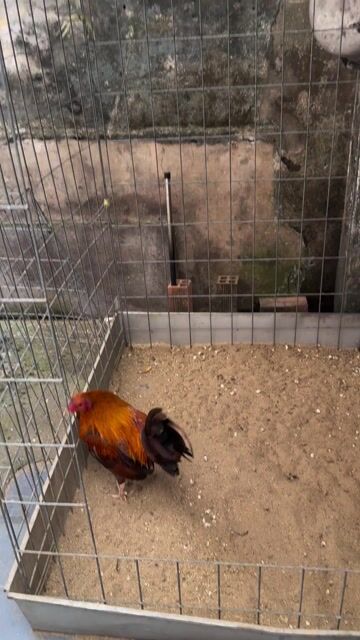 mỹ simon. Mua bán Gà tại Quận 8 Tp Hồ Chí Minh được đăng bởi Tấn Sang hình 1