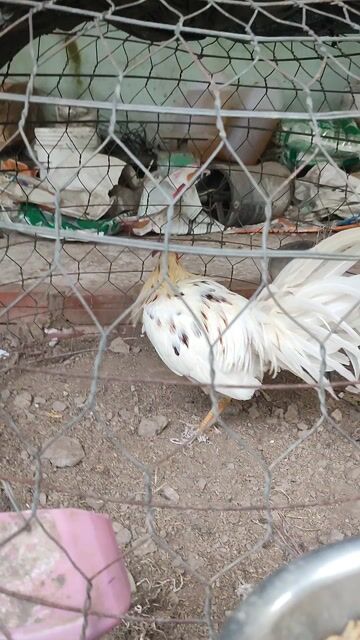 bướm aisl mỹ trạng 2,7kg. Mua bán Gà tại Huyện Vĩnh Thạnh Cần Thơ được đăng bởi gà đá cần thơ hình 1