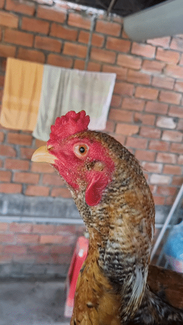 Gà cú máu Thái Mỹ 1.5kg 3 tháng Nâu Đen Đỏ. Mua bán Gà tại Thành phố Tân An Long An được đăng bởi Nguyễn Khánh  hình 1
