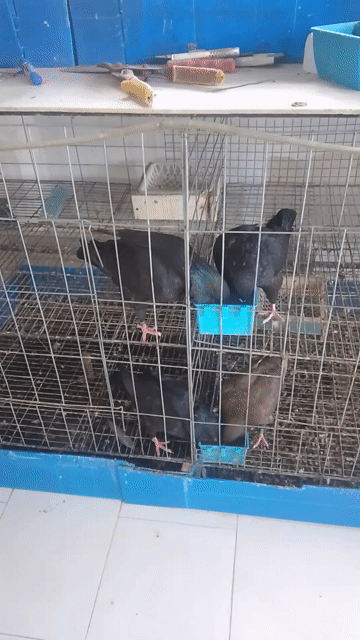 Bồ câu Kinh Hà Lan 3-7 tháng. Mua bán Chim tại Thành phố Thủ Đức Tp Hồ Chí Minh được đăng bởi Trần văn hải hình 1