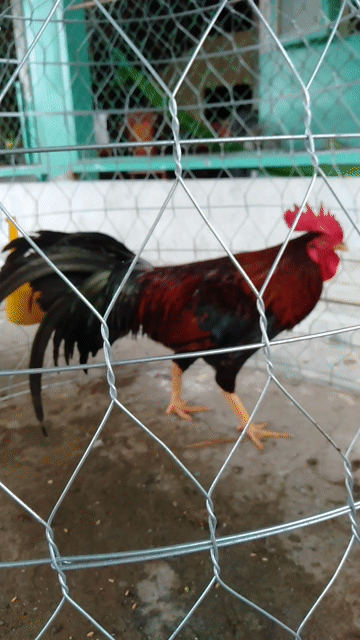 Gà trống Đỏ đen 2.9kg. Mua bán Gà tại Huyện Phong Điền Cần Thơ được đăng bởi Ký cần Thơ  hình 1