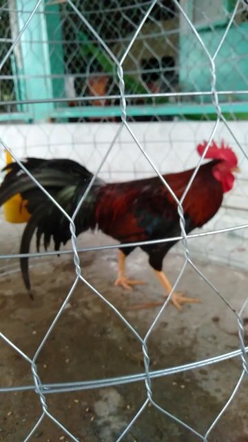 Gà trống Đỏ đen 2.9kg. Mua bán Gà tại Huyện Phong Điền Cần Thơ được đăng bởi Ký cần Thơ  hình 1