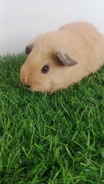 Bọ ú Teddy cái Nâu vàng. Mua bán Thú cưng khác tại Quận Gò Vấp Tp Hồ Chí Minh được đăng bởi Đăng Khoa  hình 1