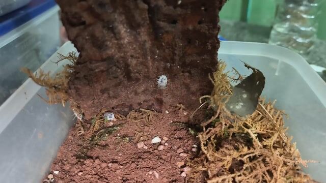 Isopod Porcellio Dairy Cow 34 con. Mua bán Thú cưng khác tại Thành phố Vĩnh Long Vĩnh Long được đăng bởi Thanh Mai hình 1