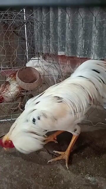 Gà bướm 3kg1 tay tốt lông mới. Mua bán Gà tại Huyện Châu Thành Long An được đăng bởi Long Farm hình 1