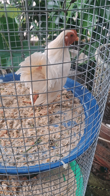 Gà kiểng nhiều màu cả hai. Mua bán Gà tại Thị xã Bến Cát Bình Dương được đăng bởi Bui van be hình 1