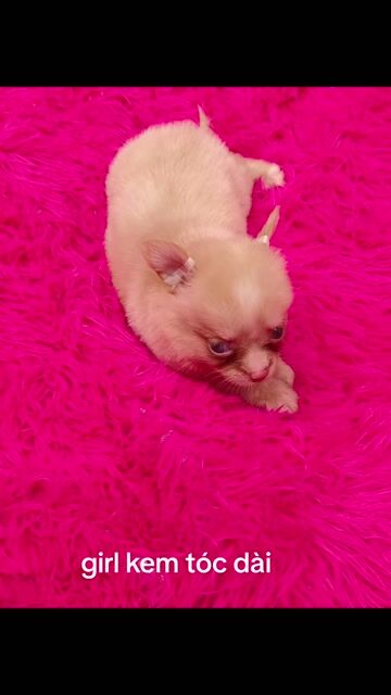 Chihuahua lông dài cái. Mua bán Chó tại Quận 8 Tp Hồ Chí Minh được đăng bởi Chihuahua nhà ZoZo hình 1