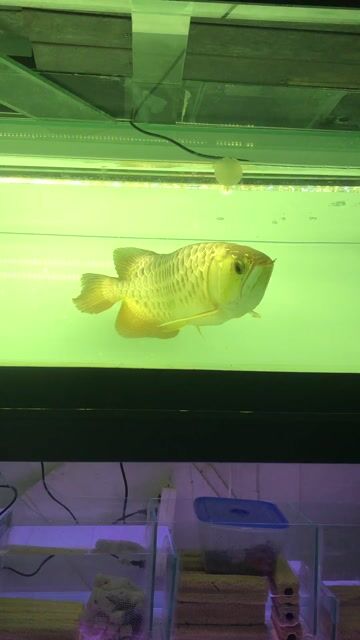 Cá huyết long đỏ trên 30cm. Mua bán Thú cưng khác tại Quận Bình Tân Tp Hồ Chí Minh được đăng bởi viet my hình 1