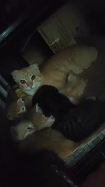 Mèo Anh lông dài đen 1 năm đã thiến. Mua bán Mèo tại Thị xã Phú Mỹ Bà Rịa - Vũng Tàu được đăng bởi trần thị mỹ chi hình 1