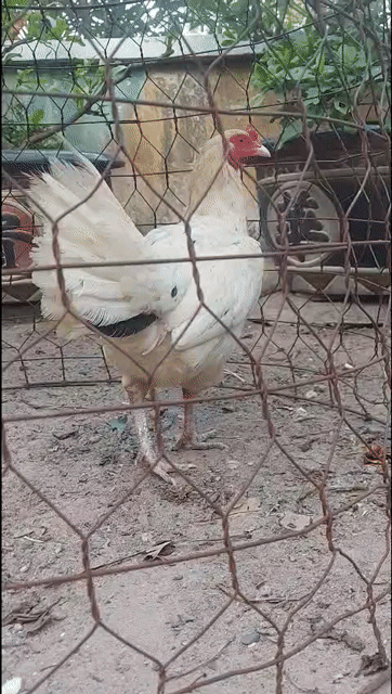Gà mái nòi Thái tơ trạng 2kg4. Mua bán Gà tại Thành phố Thủ Đức Tp Hồ Chí Minh được đăng bởi A Điền hình 1