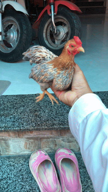 Gà trống Nâu xám Đực. Mua bán Gà tại Huyện Nhà Bè Tp Hồ Chí Minh được đăng bởi LÊ VĂN GIÀU hình 1