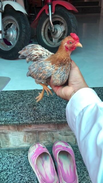 Gà trống Nâu xám Đực. Mua bán Gà tại Huyện Nhà Bè Tp Hồ Chí Minh được đăng bởi LÊ VĂN GIÀU hình 1