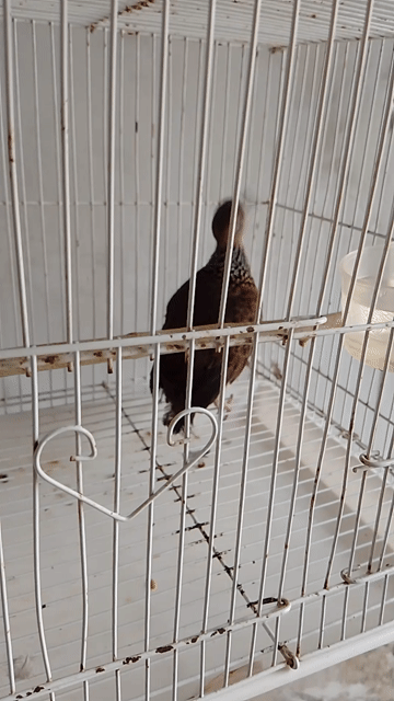 Chim cu Việt . Mua bán Chim tại Quận 8 Tp Hồ Chí Minh được đăng bởi MR T hình 1