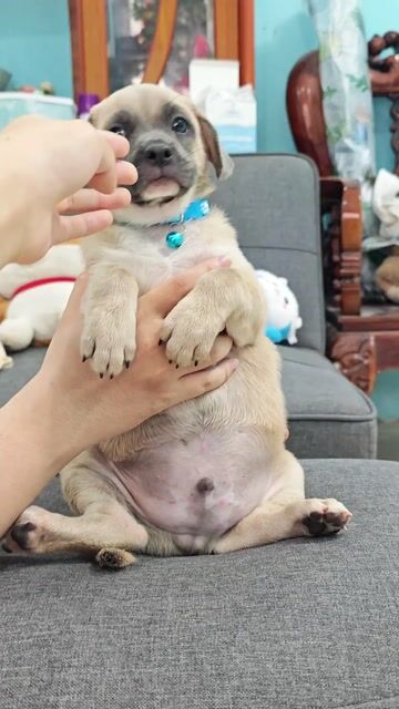 Sale 🐾🎁💢gái xinh Nhật lai xin chào sen đáng yêu🥰🎁. Mua bán Chó tại Huyện Hóc Môn Tp Hồ Chí Minh được đăng bởi Ánh Dương Pet hình 2