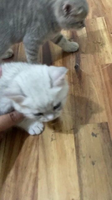 Mèo Anh lông ngắn Tabby đực. Mua bán Mèo tại Quận Bình Tân Tp Hồ Chí Minh được đăng bởi Tuấn Sang hình 1