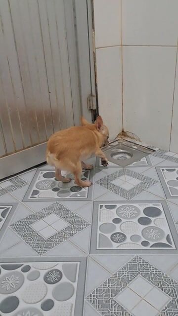 Chihuahua vàng. Mua bán Chó tại Thành phố Thuận An Bình Dương được đăng bởi Mỹ Linh hình 1