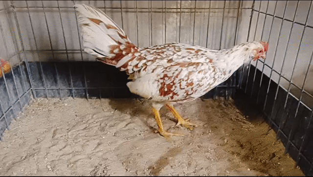 Gà Mái bông 1kg. Mua bán Gà tại Huyện Củ Chi Tp Hồ Chí Minh được đăng bởi Gà Tre Gà Nòi Gà Cảnh Củ Chi hình 1