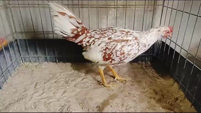 Gà Mái bông 1kg. Mua bán Gà tại Huyện Củ Chi Tp Hồ Chí Minh được đăng bởi Gà Tre Gà Nòi Gà Cảnh Củ Chi hình 1