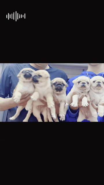 Chó Pug Vàng kem Thân thiện Sức khỏe tốt. Mua bán Chó tại Quận Hoàng Mai Hà Nội được đăng bởi Giang  hình 1