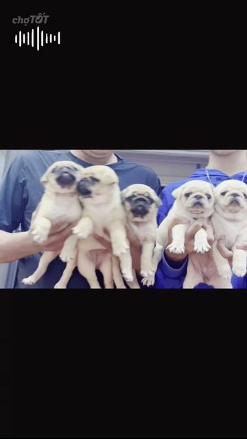 Chó Pug Vàng kem Thân thiện Sức khỏe tốt. Mua bán Chó tại Quận Hoàng Mai Hà Nội được đăng bởi Giang  hình 1