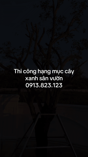Cây xanh Tân Ninh ***. Mua bán Cây cảnh, đồ trang trí tại Thành phố Tây Ninh Tây Ninh được đăng bởi PCCC Tây Ninh hình 1
