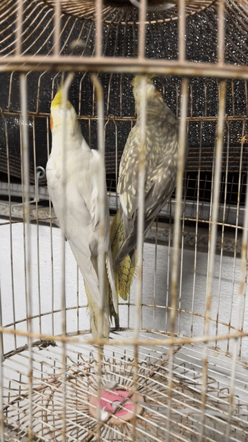 Cặp Vẹt Cockatiel đã sinh sản 2 lứa. Mua bán Chim tại Quận Sơn Trà Đà Nẵng được đăng bởi Vu Nguyen hình 1