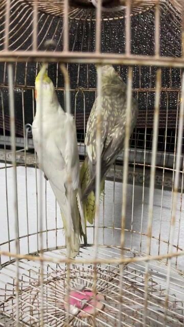 Cặp Vẹt Cockatiel đã sinh sản 2 lứa. Mua bán Chim tại Quận Sơn Trà Đà Nẵng được đăng bởi Vu Nguyen hình 1