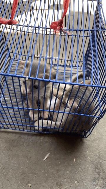 Mèo lai 2 tháng tuổi. Mua bán Mèo tại Quận Bình Tân Tp Hồ Chí Minh được đăng bởi Hoàng Hồng hình 1