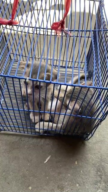 Mèo lai 2 tháng tuổi. Mua bán Mèo tại Quận Bình Tân Tp Hồ Chí Minh được đăng bởi Hoàng Hồng hình 1