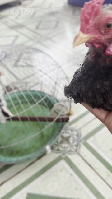 Gà tre Bắc 5-6 tháng trạng mini. Mua bán Gà tại Thành phố Thủ Đức Tp Hồ Chí Minh được đăng bởi Hoàng hình 1