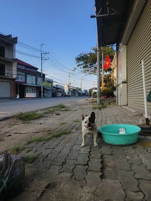 Chó Bull Pháp Trắng đen Bình thường. Mua bán Chó tại Huyện Nhơn Trạch Đồng Nai được đăng bởi Quốc Đạt hình 1