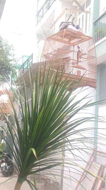 Chim chào mào màu Đỏ, Trắng, Đen. Mua bán Chim tại Quận Bình Tân Tp Hồ Chí Minh được đăng bởi Anh tuân  hình 1