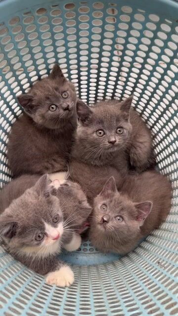 Mèo ALN Chân Lùn Siêu Đáng Yêu Thuần 100%. Mua bán Mèo tại Thành phố Thủ Đức Tp Hồ Chí Minh được đăng bởi Mây hình 1