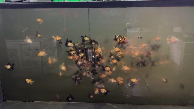 Cá cảnh Oranda đuôi lụa 2-2.5n+. Mua bán Thú cưng khác tại Huyện Hóc Môn Tp Hồ Chí Minh được đăng bởi Tiệm Nhà Cá Vàng  hình 1