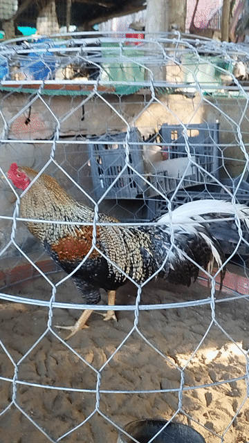 Gà chọi 2.8kg hư 1 mắt từ nhỏ . Mua bán Gà tại Huyện Ba Tri Bến Tre được đăng bởi Sang Pham hình 1