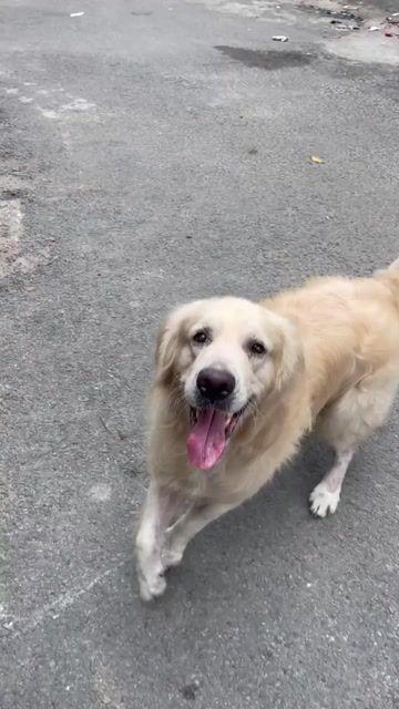 Chó Golden Retriever đực 3 tuổi. Mua bán Chó tại Quận Gò Vấp Tp Hồ Chí Minh được đăng bởi mỹ linh hình 1