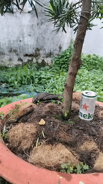 Chậu Tùng la hán 700k. Mua bán Cây cảnh, đồ trang trí tại Quận 12 Tp Hồ Chí Minh được đăng bởi ĐẠT hình 1