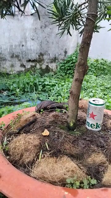 Chậu Tùng la hán 700k. Mua bán Cây cảnh, đồ trang trí tại Quận 12 Tp Hồ Chí Minh được đăng bởi ĐẠT hình 1