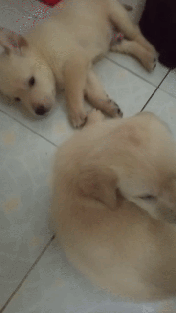 Chó Labrador F1 2 tháng tuổi. Mua bán Chó tại Quận Thanh Khê Đà Nẵng được đăng bởi trần Diệm  hình 1