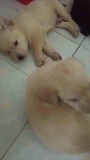 Chó Labrador F1 2 tháng tuổi. Mua bán Chó tại Quận Thanh Khê Đà Nẵng được đăng bởi trần Diệm  hình 1
