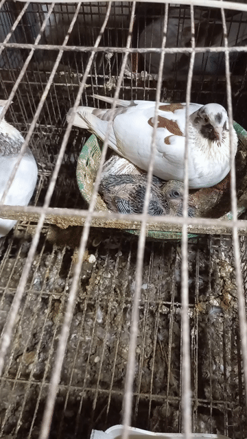 Chim sinh sản tốt giá 1 đôi. Mua bán Chim tại Thành phố Nam Định Nam Định được đăng bởi Bùi Văn Hài hình 1