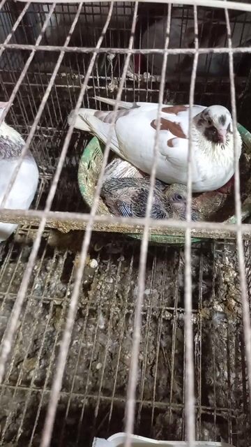 Chim sinh sản tốt giá 1 đôi. Mua bán Chim tại Thành phố Nam Định Nam Định được đăng bởi Bùi Văn Hài hình 1